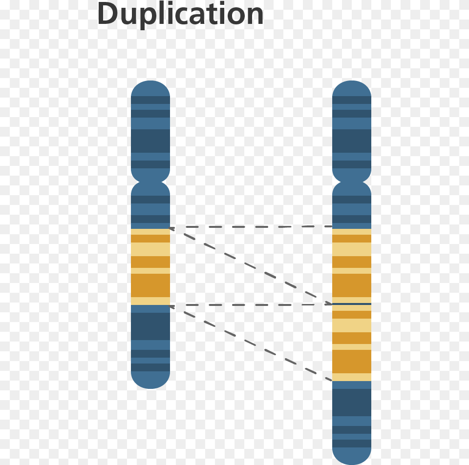Chromosome Duplication Chromosomal Duplication Free Png Download