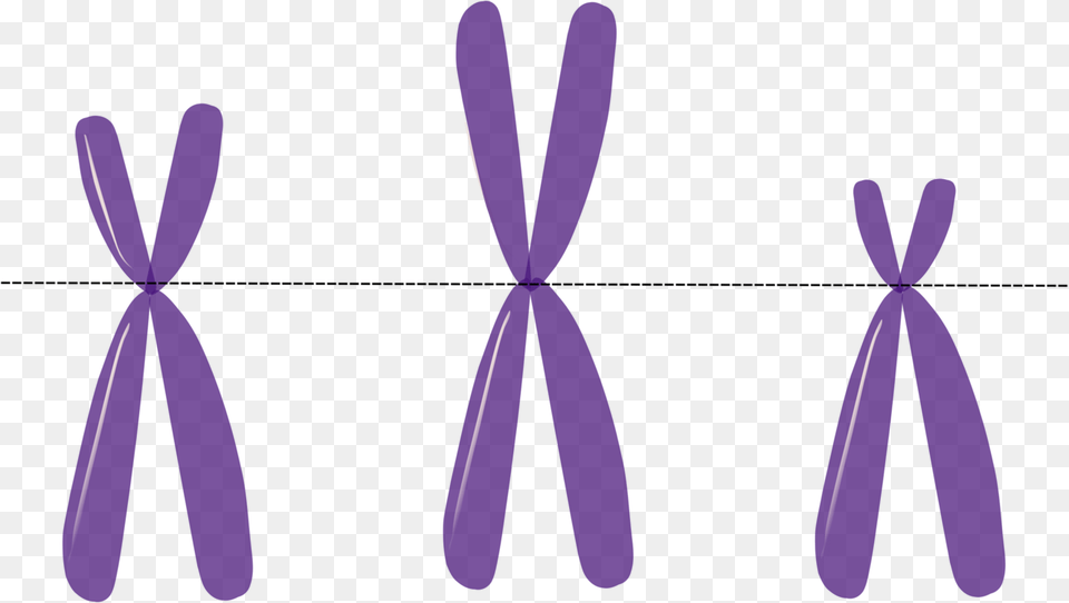 Chromosome Genetics Heredity Dna, Purple, Accessories, Formal Wear, Tie Free Transparent Png