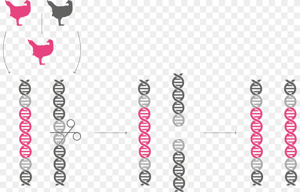 Chromosome Graphic Design, Fowl, Animal, Bird, Chicken Free Png Download