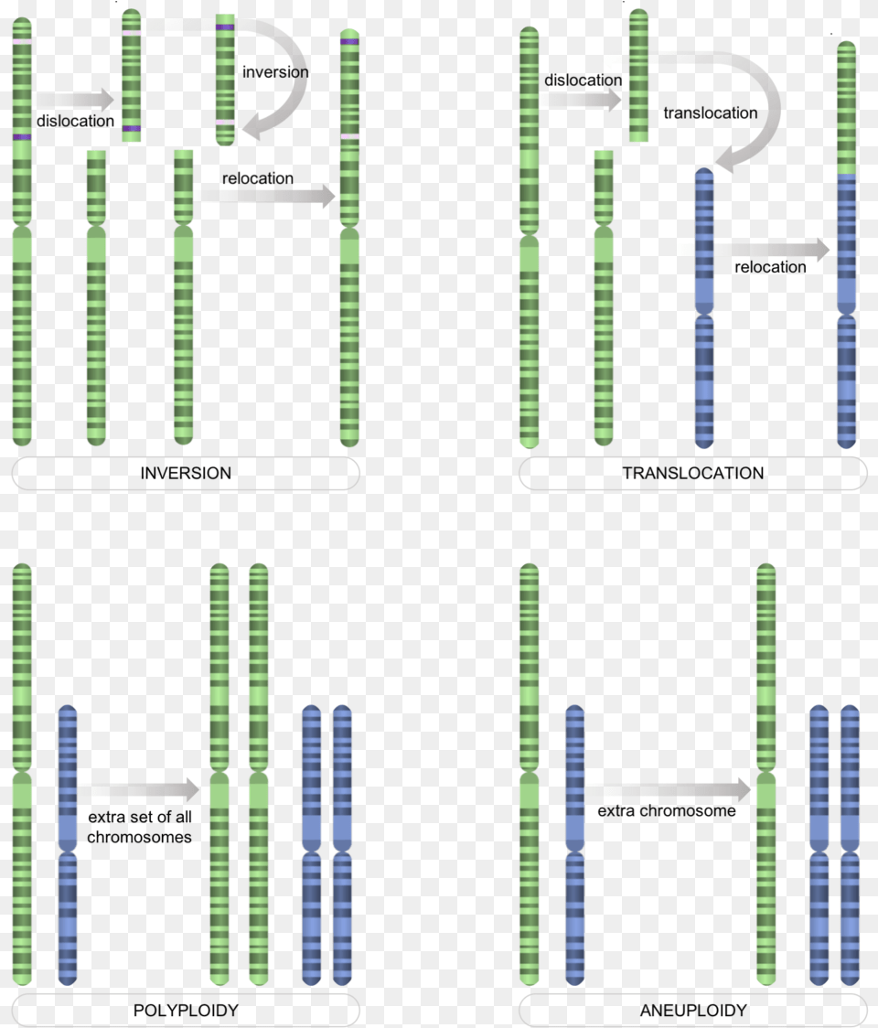 Chromosome Level Mutations Nrg Stadium, Text Free Png Download