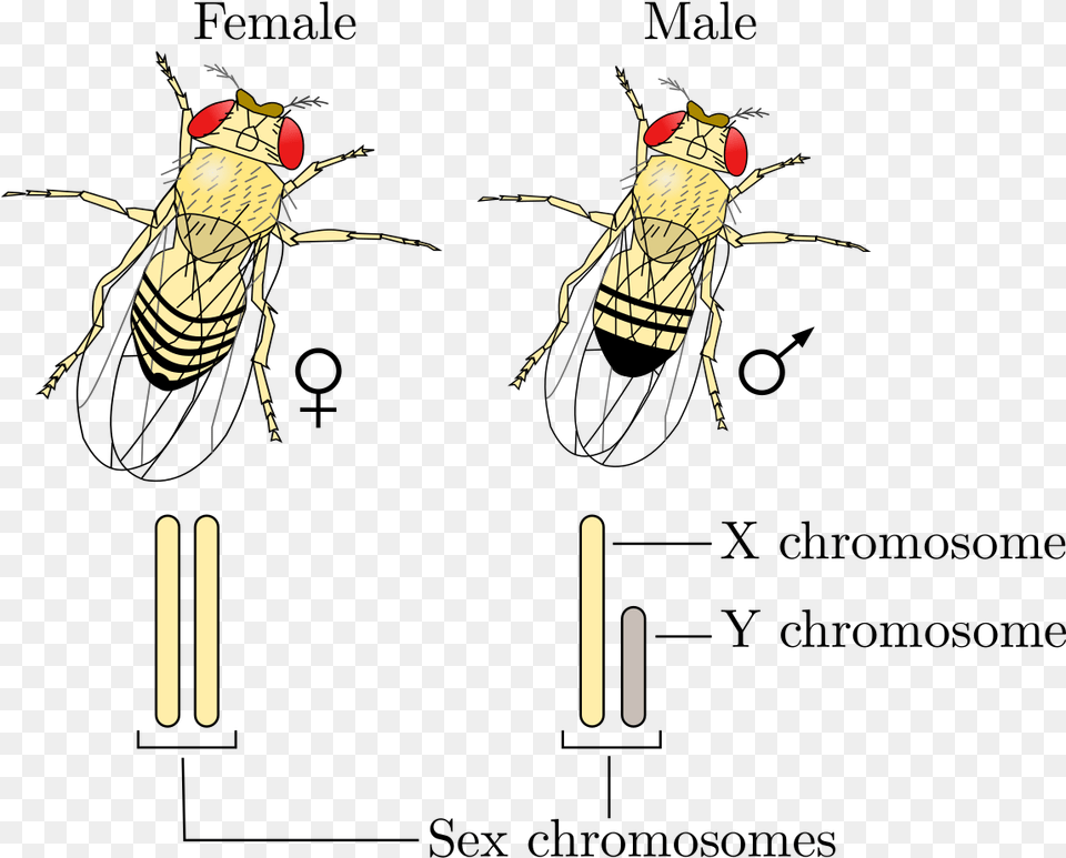 Chromosome Sexuel, Person, Animal Png Image