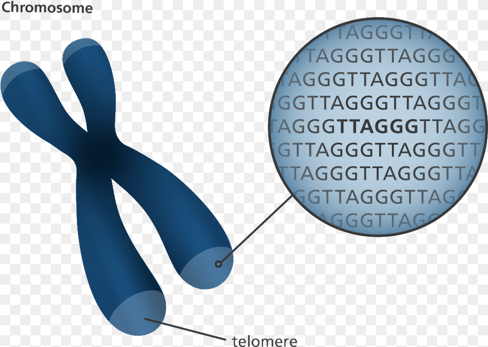 Chromosome Telomeres Png Image