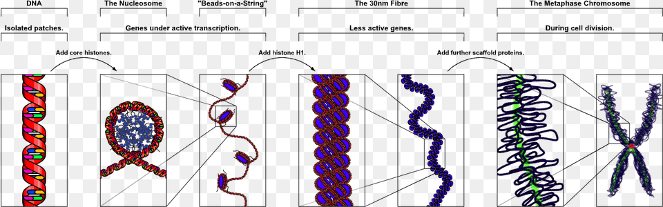 Chromosome Upright Chromatin Structure, Pattern, Purple, Accessories Free Png Download