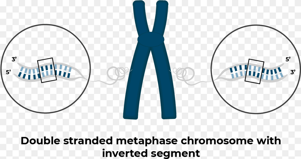 Chromosome With Inversion Circle, Knot, Smoke Pipe Png Image