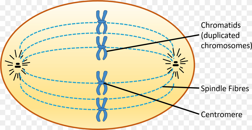 Chromosomes At Equator Of Cell Chromatids Spindle Metaphase Picture Clipart, Sphere, Disk Free Transparent Png