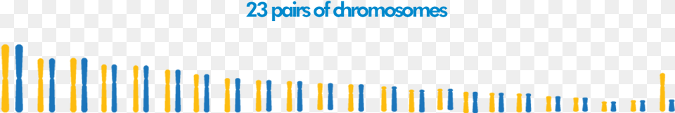 Chromosomes Colorfulness, Text Png