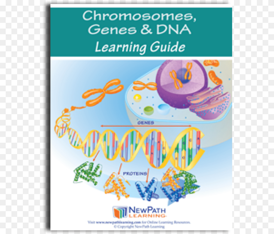 Chromosomes Genes Amp Dna Science Learning Guide, Advertisement, People, Person, Poster Free Png