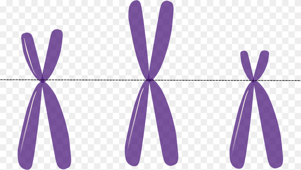 Chromosomes Genetics Metacentric Purple Science Telomeres Clipart, Accessories, Formal Wear, Tie, Flower Free Transparent Png