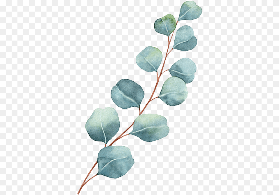 Chronic Pain Acacia Greggii, Leaf, Plant, Herbal, Herbs Png