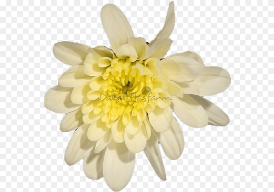 Chrysal Vanilla Chrysanths Chrysanths, Dahlia, Daisy, Flower, Petal Free Png Download