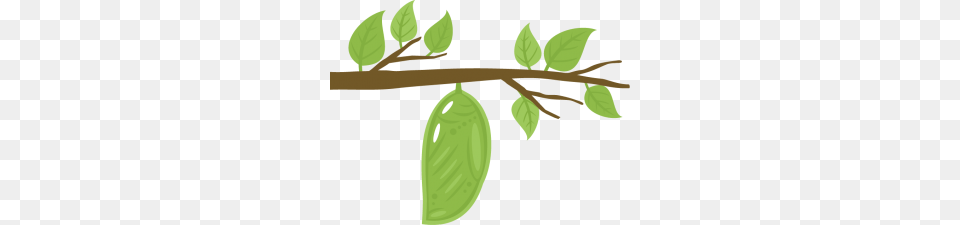 Chrysalis Cutting Chrysalis For Cutting, Green, Leaf, Plant, Tree Free Transparent Png