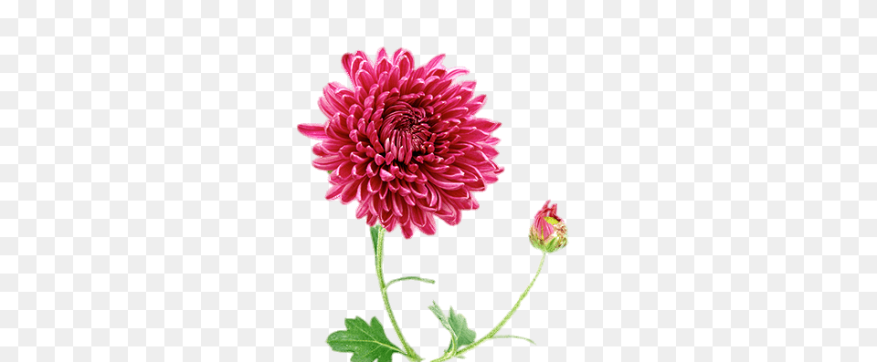 Chrysanthemum, Dahlia, Flower, Plant, Daisy Free Png