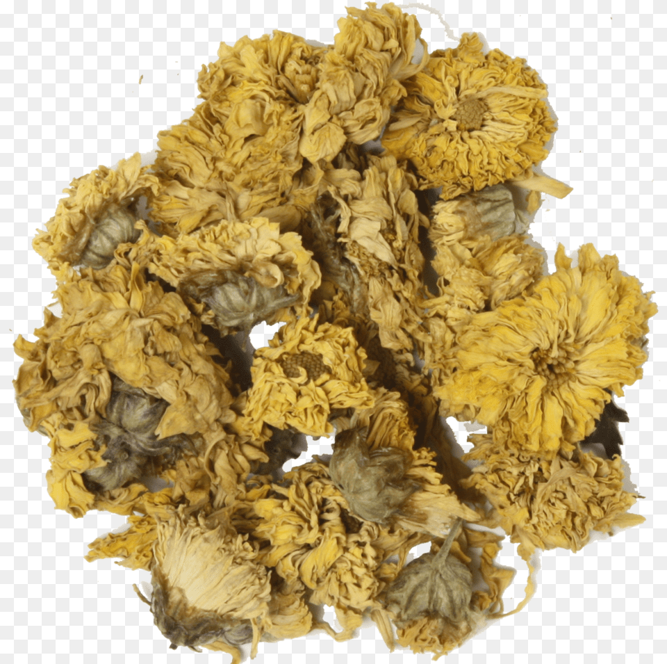 Chrysanthemum, Plant, Petal, Herbs, Herbal Png Image