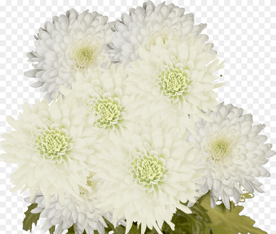 Chrysanthemum, Dahlia, Flower, Flower Arrangement, Flower Bouquet Free Png