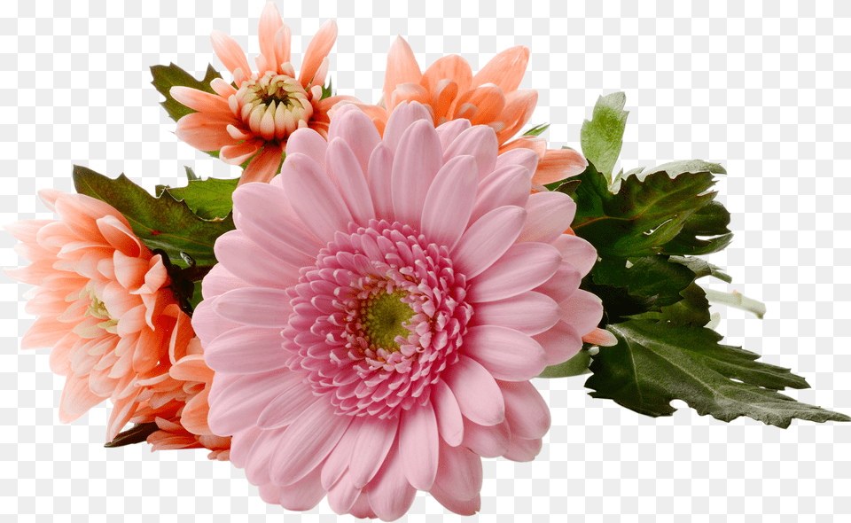 Chrysanthemum Free Png