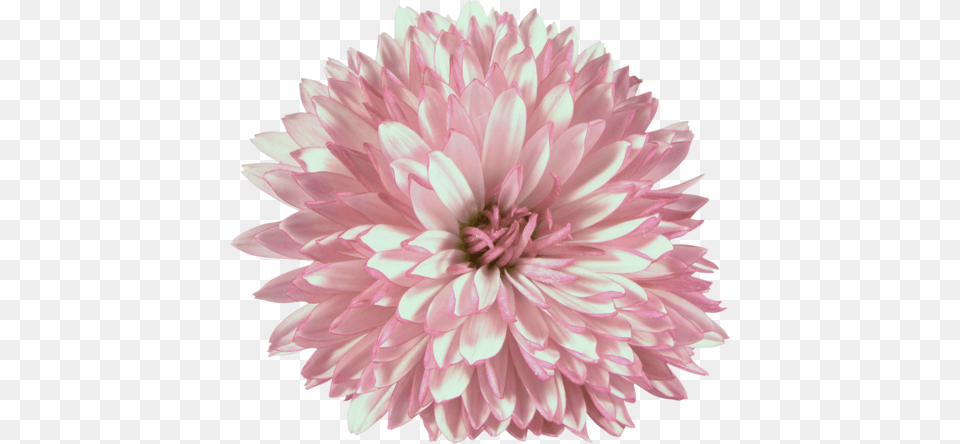 Chrysanthemum, Dahlia, Flower, Plant, Daisy Free Transparent Png