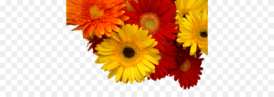 Chrysanthemum Daisy, Flower, Flower Arrangement, Flower Bouquet Png