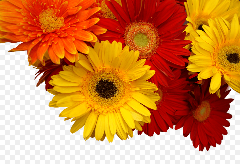 Chrysanthemum Daisy, Flower, Flower Arrangement, Flower Bouquet Png Image