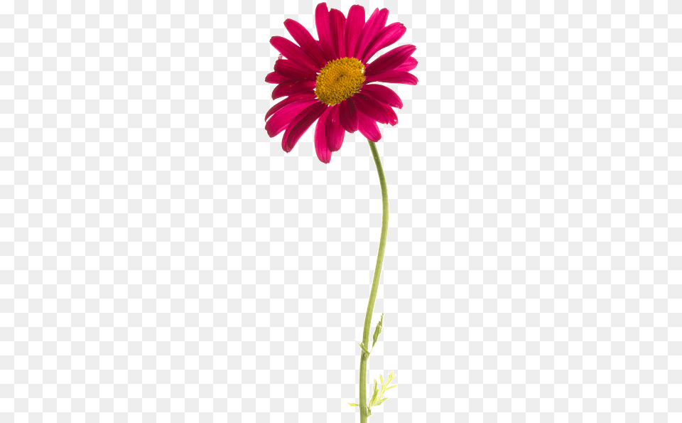 Chrysanthemum Ball Marguerite Daisy, Flower, Plant, Petal Free Transparent Png