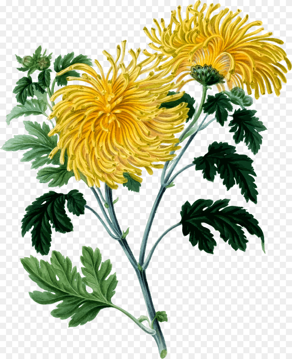 Chrysanthemum Chrysanthemum Clipart, Dahlia, Daisy, Flower, Leaf Png Image