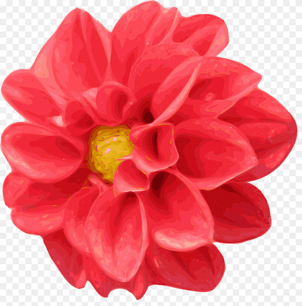 Chrysanthemum Clipart, Dahlia, Flower, Plant Free Png