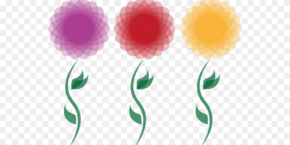 Chrysanthemum Clipart Flower Blossom Flower, Carnation, Plant, Person Free Png