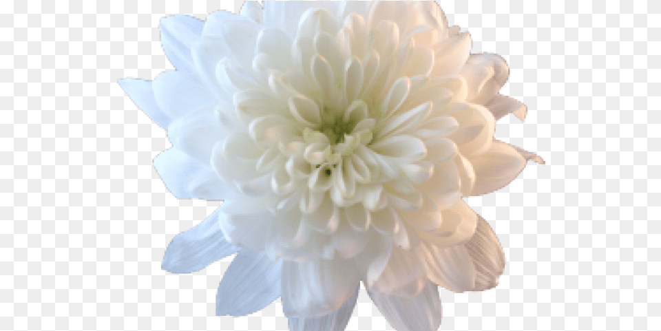 Chrysanthemum Clipart White Flower, Dahlia, Plant, Daisy, Petal Png Image