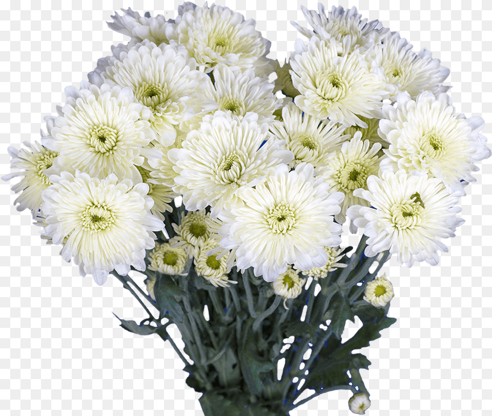 Chrysanthemum Cushion, Daisy, Flower, Flower Arrangement, Flower Bouquet Png Image