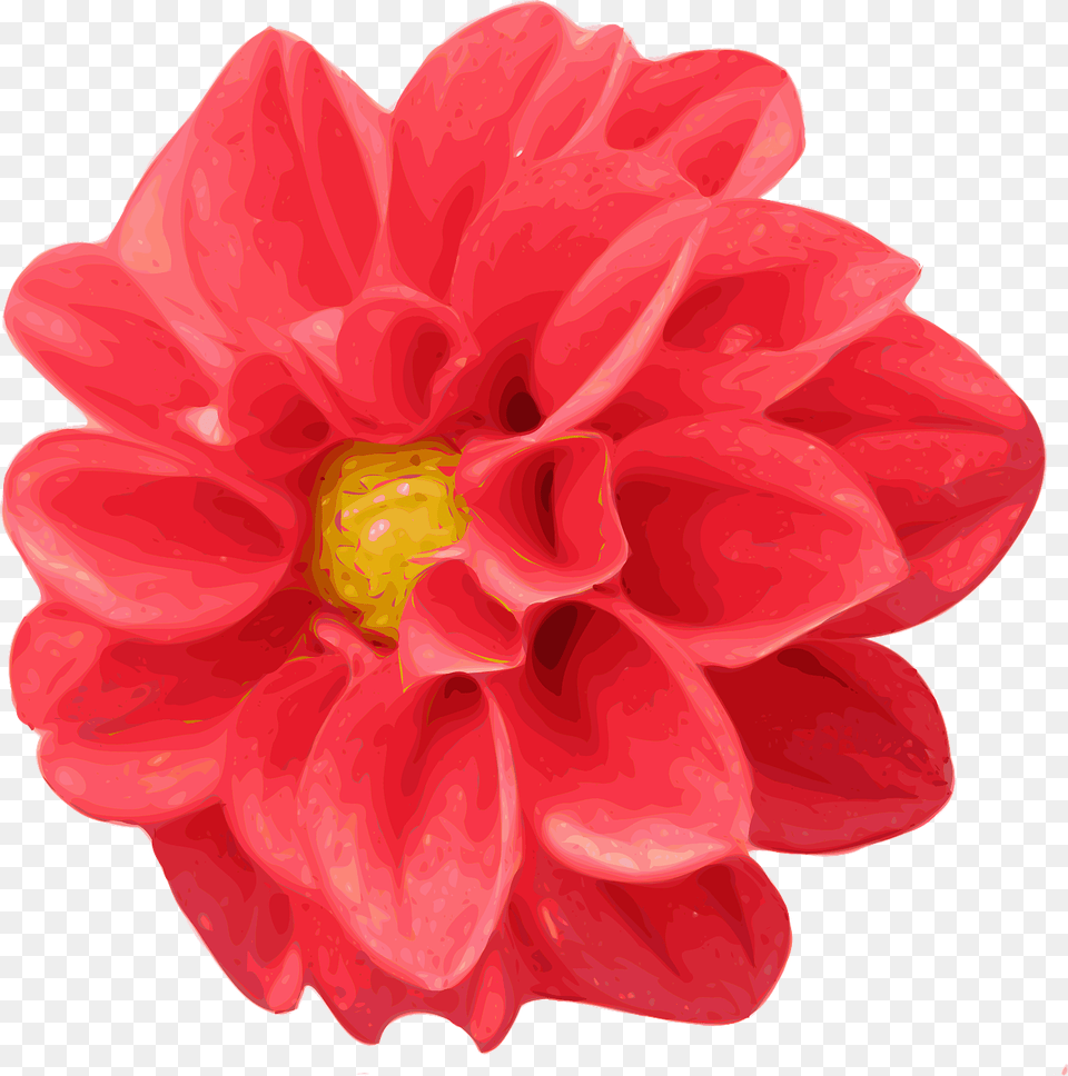 Chrysanthemum Dahlia Red Vector Graphic On Pixabay Flowers Transparent Realistic, Flower, Plant, Food, Ketchup Free Png Download