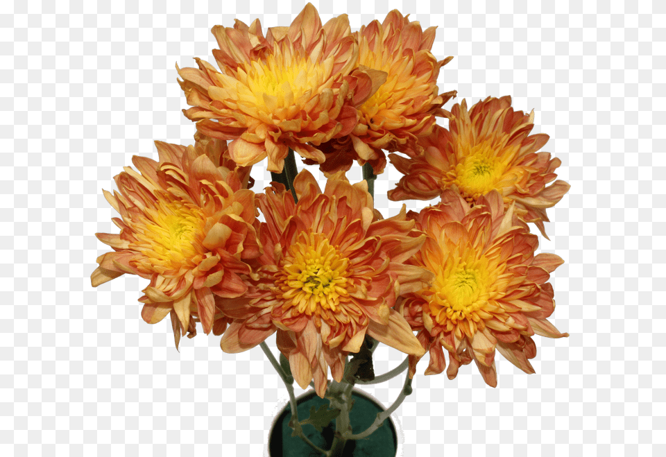 Chrysanthemum Flower Chrysanthemum Flower Bouquet, Dahlia, Flower Arrangement, Flower Bouquet, Plant Free Png Download