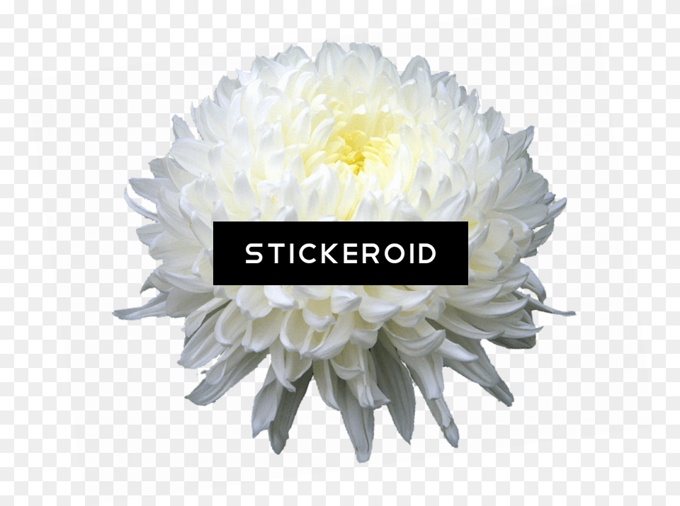 Chrysanthemum Flower New York Drama Critics Circle, Dahlia, Plant, Petal Free Png Download