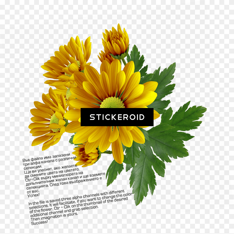 Chrysanthemum Flower Transparency, Daisy, Plant, Sunflower, Flower Arrangement Free Png