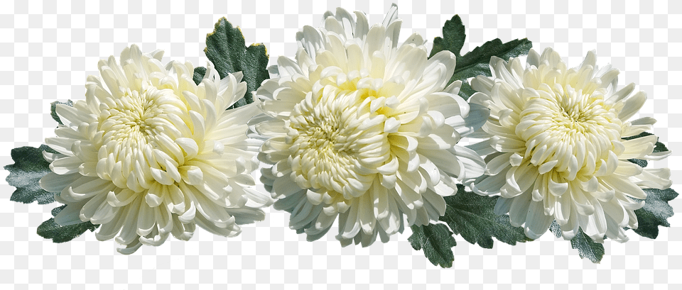 Chrysanthemum Flowers Arrangement Decoration Chrysanthme, Dahlia, Flower, Petal, Plant Png Image