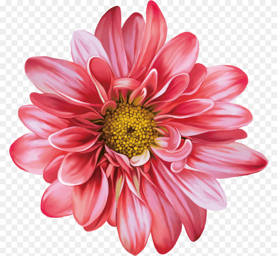 Chrysanthemum Flowers Clipart, Dahlia, Daisy, Flower, Petal Free Transparent Png