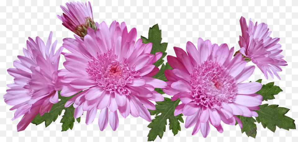 Chrysanthemum Flowers Pink Nature Garden Plant Hrizantemi, Dahlia, Daisy, Flower, Petal Png Image