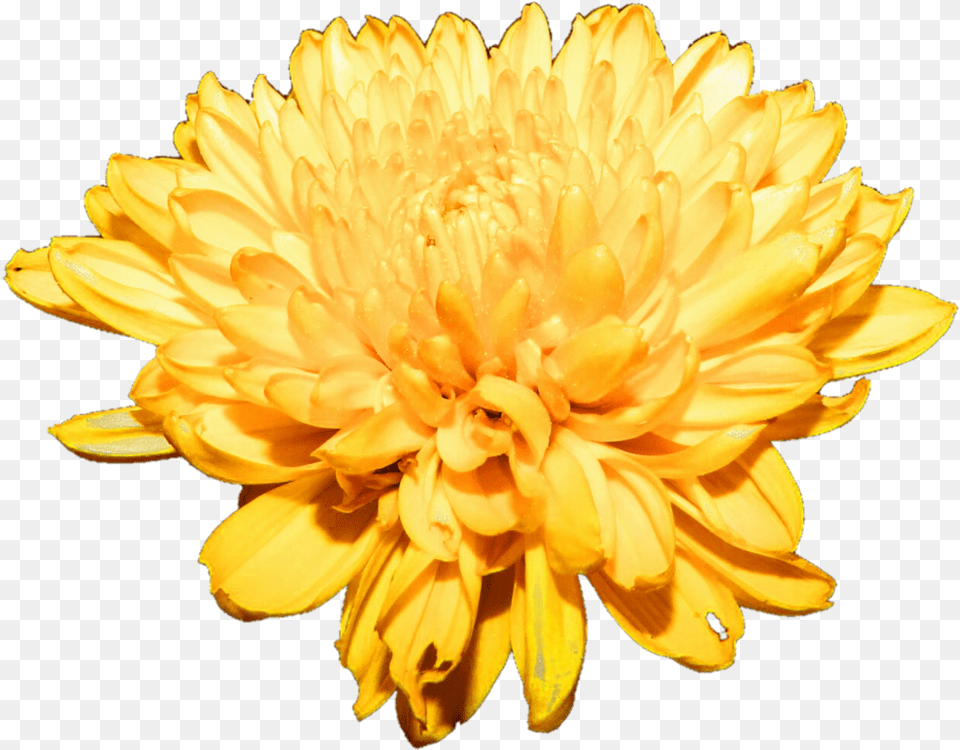 Chrysanthemum Free Download Chrysanthemum Flowers Art Free, Dahlia, Flower, Petal, Plant Png