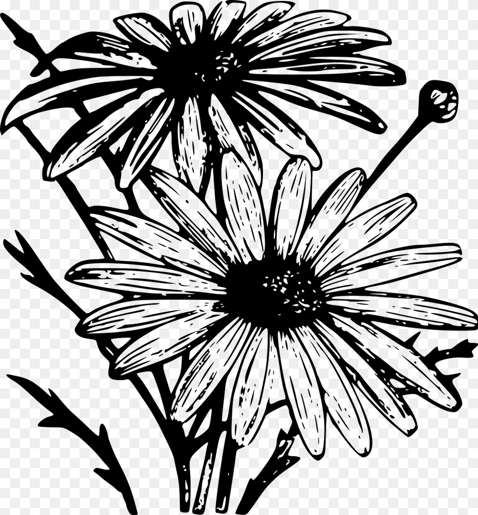 Chrysanthemum Frutescens, Gray Free Png