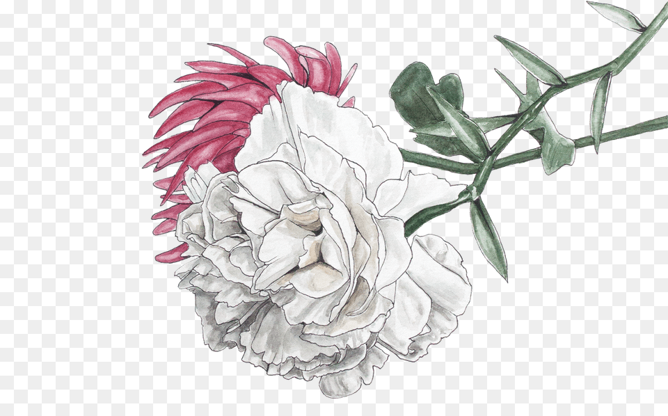 Chrysanthemum Illustration U0026 Free Artificial Flower, Carnation, Plant, Rose Png Image