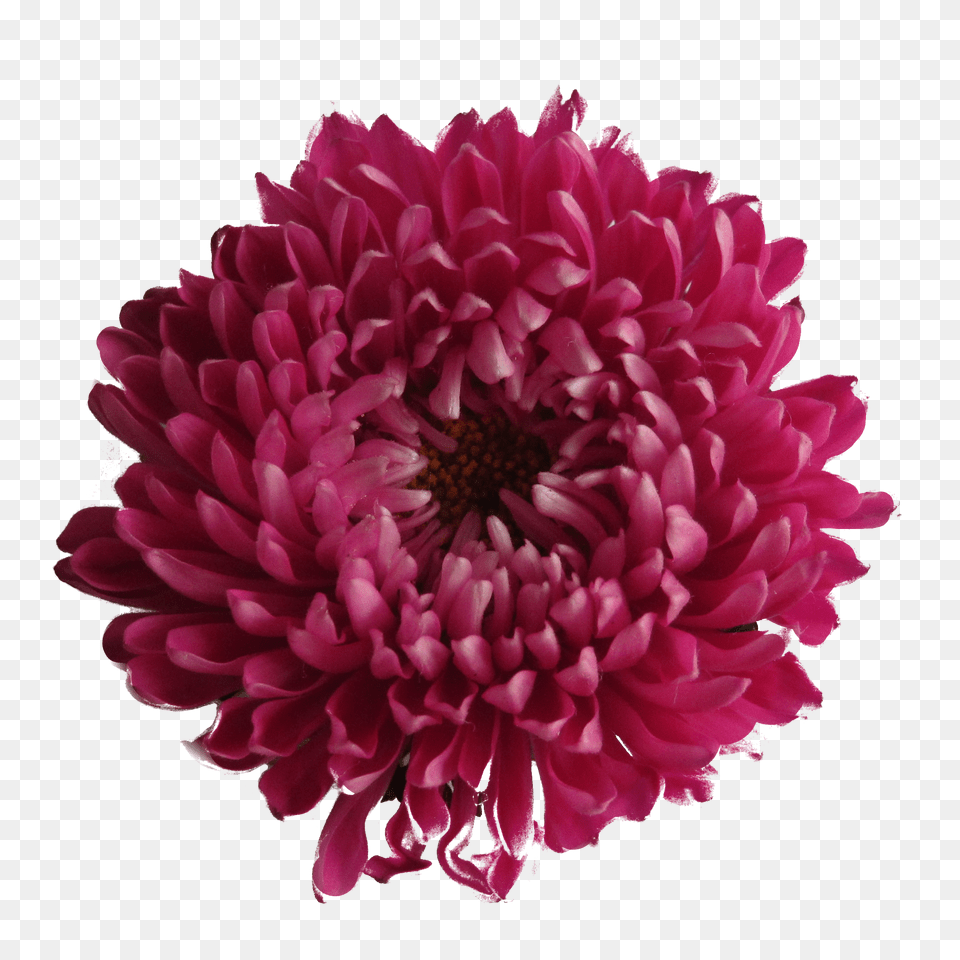 Chrysanthemum Images Dahlia, Daisy, Flower, Petal Free Transparent Png