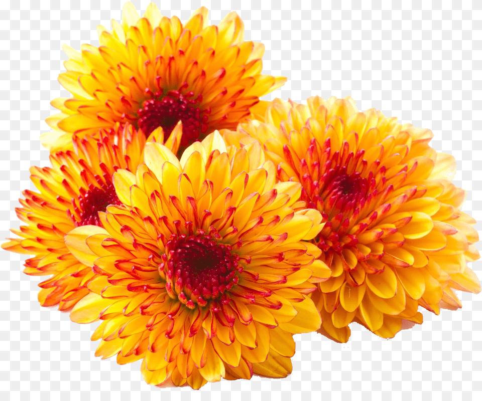 Chrysanthemum Photos Mums, Dahlia, Flower, Plant, Daisy Free Transparent Png