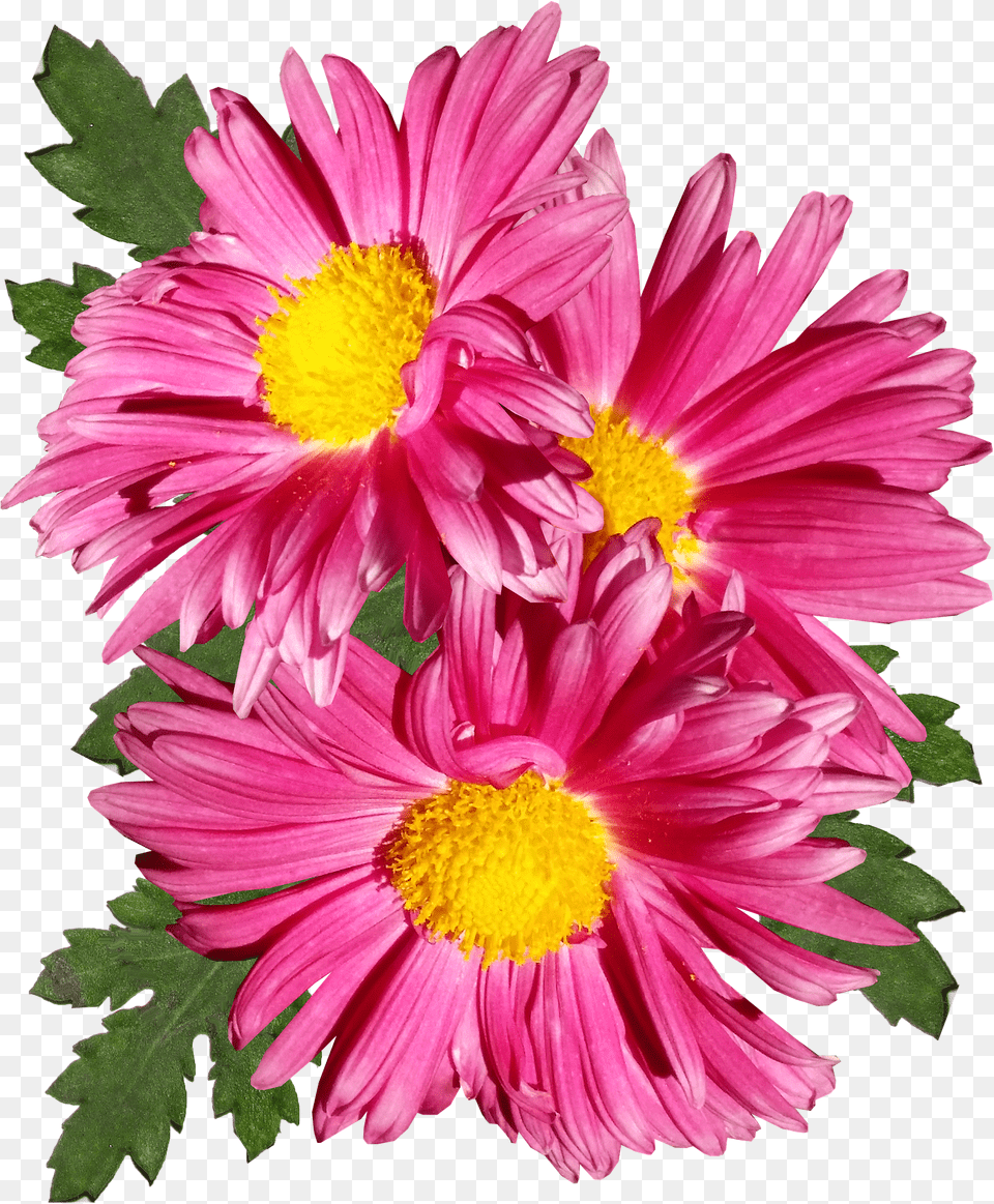 Chrysanthemum Pink Flower Garden Chrysantheme Free Png Download