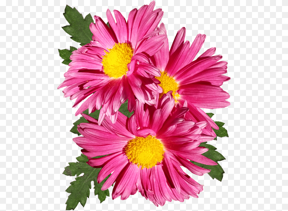 Chrysanthemum Pink Flower Garden Plant Barberton Daisy, Petal, Dahlia, Flower Arrangement, Flower Bouquet Png