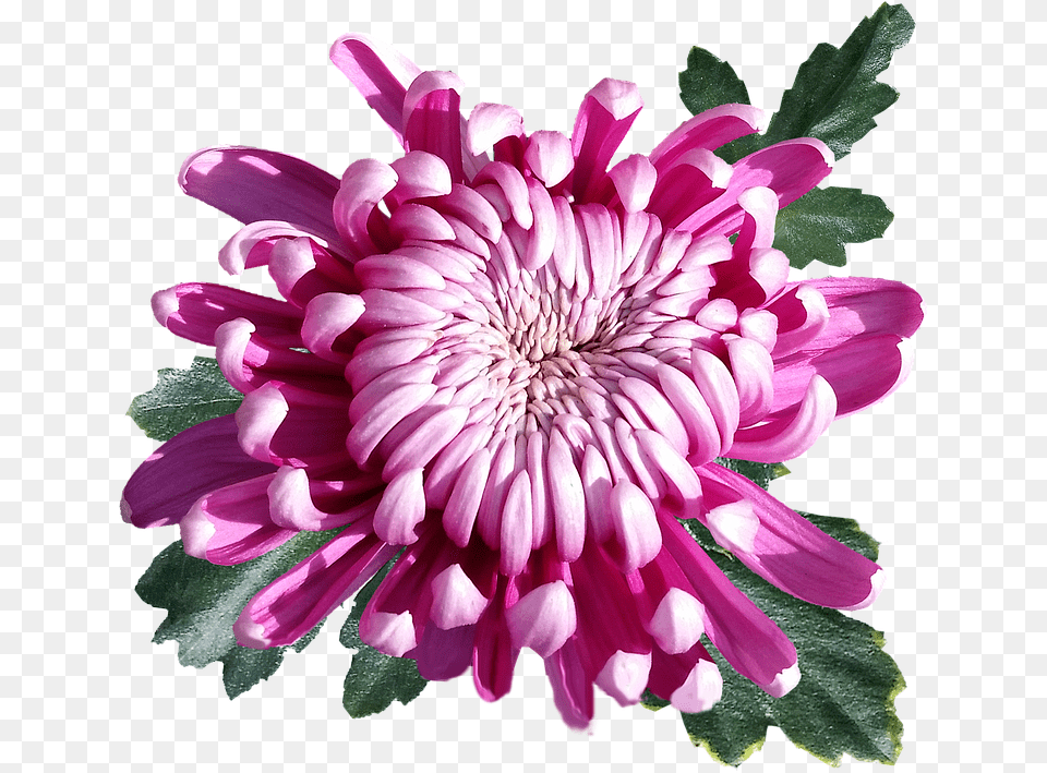 Chrysanthemum Pink Flower Photo On Pixabay Chrysanthemum Flower, Dahlia, Daisy, Petal, Plant Free Transparent Png