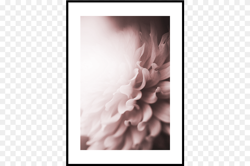 Chrysanthemum Poster Floral Journal Mothers Day Gift Unruled 6quot X, Dahlia, Flower, Plant, Petal Png Image