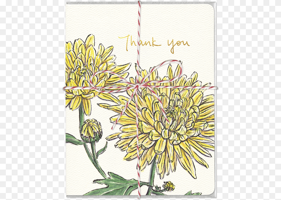 Chrysanthemum Thank You Card Greeting Card, Plant, Flower, Dahlia, Pattern Free Transparent Png