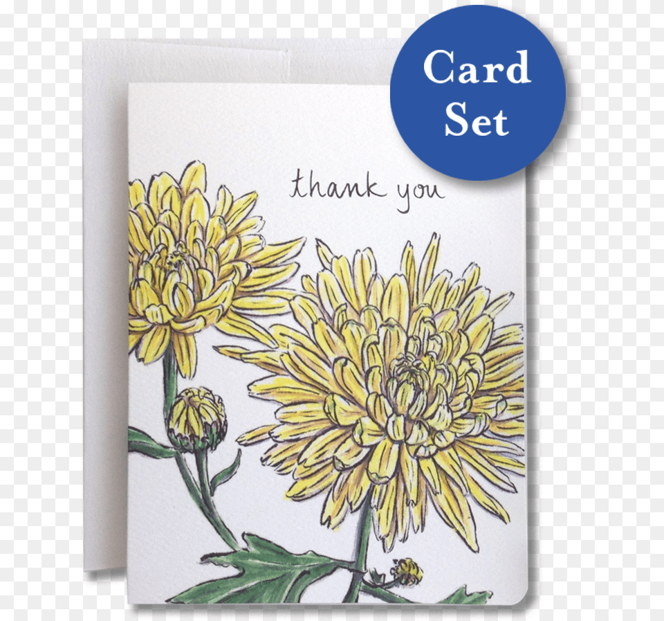 Chrysanthemum Thank You Card Set Of Chrysanths, Dahlia, Envelope, Flower, Greeting Card Free Png