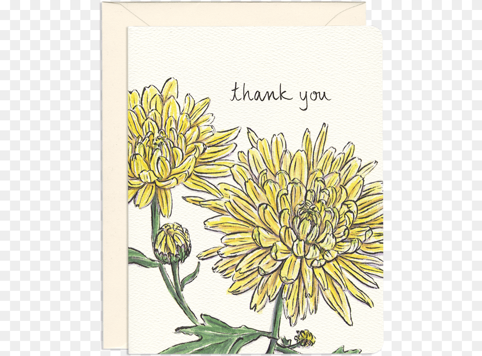 Chrysanthemum Thank You Greeting Card, Dahlia, Flower, Plant, Daisy Free Png