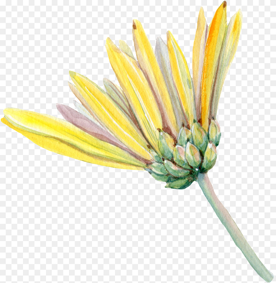 Chrysanthemum Transparent African Daisy, Bud, Flower, Plant, Sprout Png Image