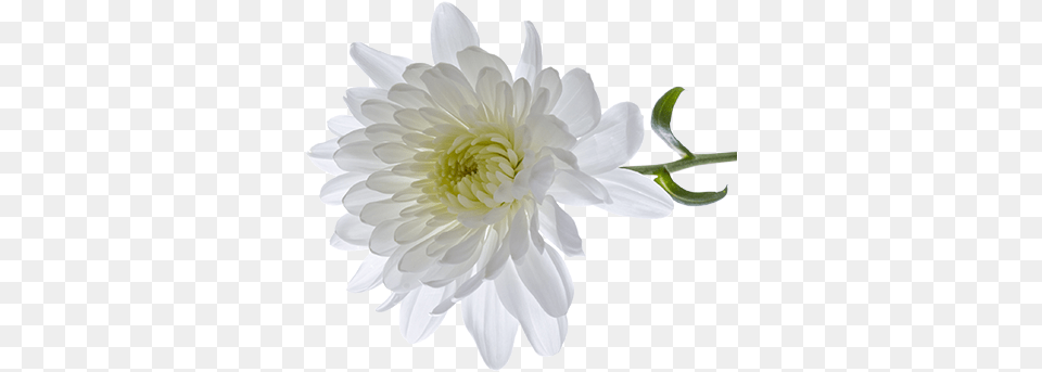 Chrysanthemum Transparent White Chrysanthemum Flower, Dahlia, Daisy, Petal, Plant Png