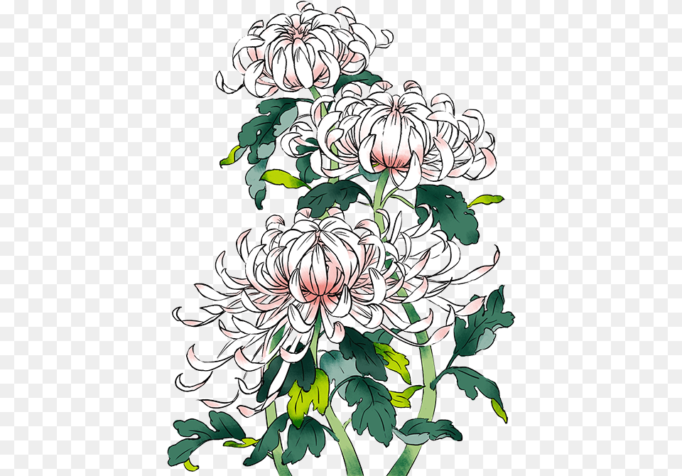 Chrysanthemums Drawing Background, Art, Floral Design, Graphics, Pattern Png